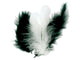 Plumes naturelles - Camaïeu noir et blanc - 10 cm - 50 pièces