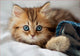 Puzzle - 200 pièces - Chat - Chaton - Dès 6 ans - Educa