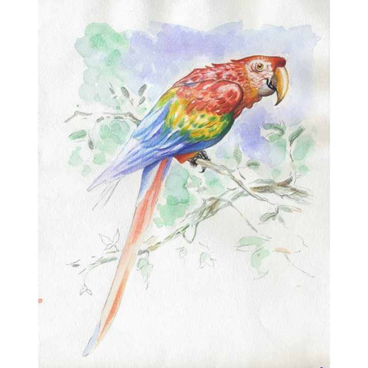Bloc - Peinture aquarelle - Modèles animaux prédessinés - Clairefontaine