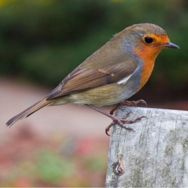 Appeau - Oiseau - Rouge gorge - Chant oiseau - Bois - 11cm