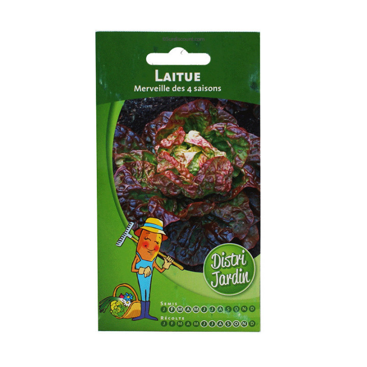Sachet De Graines Laitue Merveille Des 4 Saisons