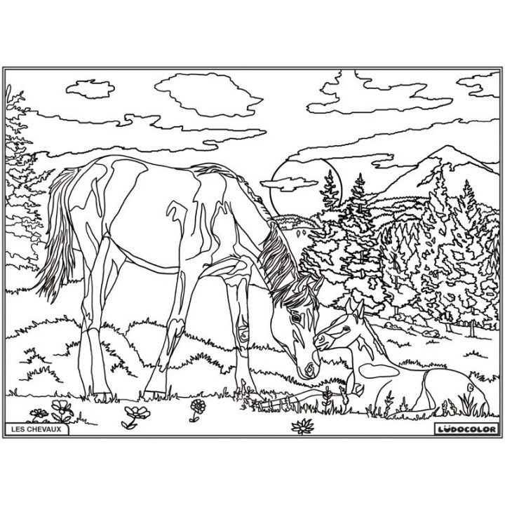 Coloriage - Chevaux - Tableau à colorier - Avec contours velours noir - Dès 3 ans