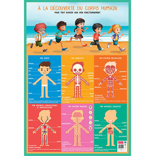 Poster pédagogique - Découverte du corps humain - 52x76cm - A afficher - Bouchut